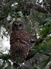 Barred owl-10-092511